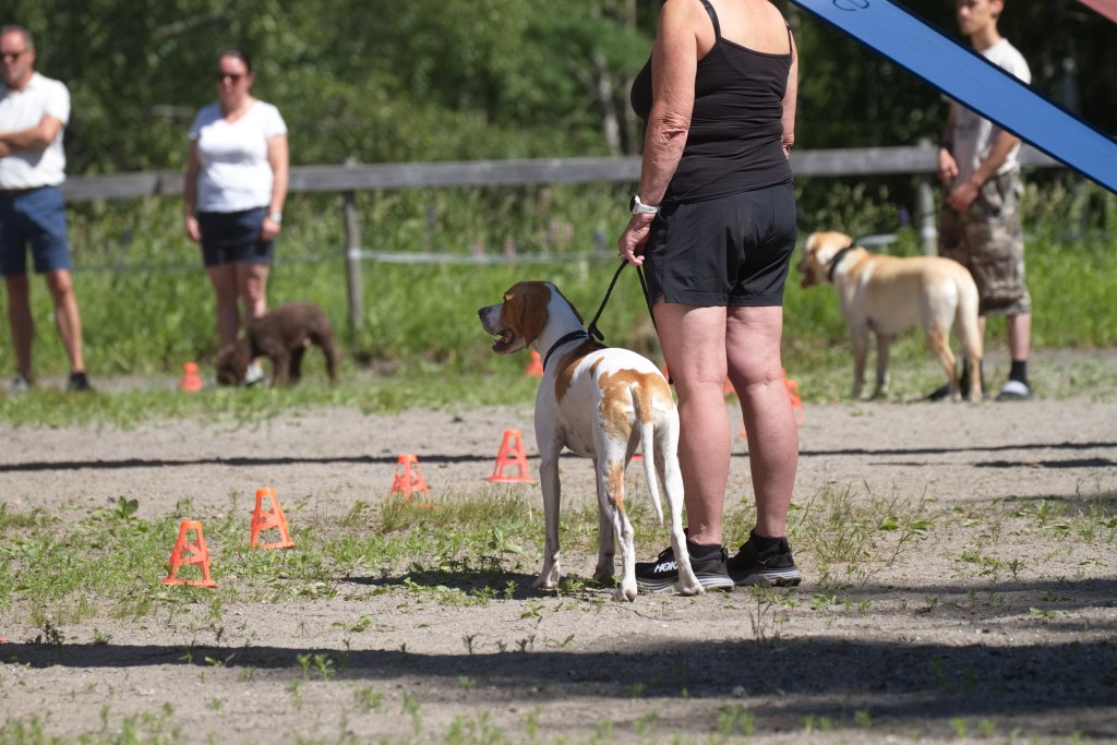Kvinne trener hund i bånd under kurs hos Norsk Hundehvisker med flere deltakere i bakgrunnen