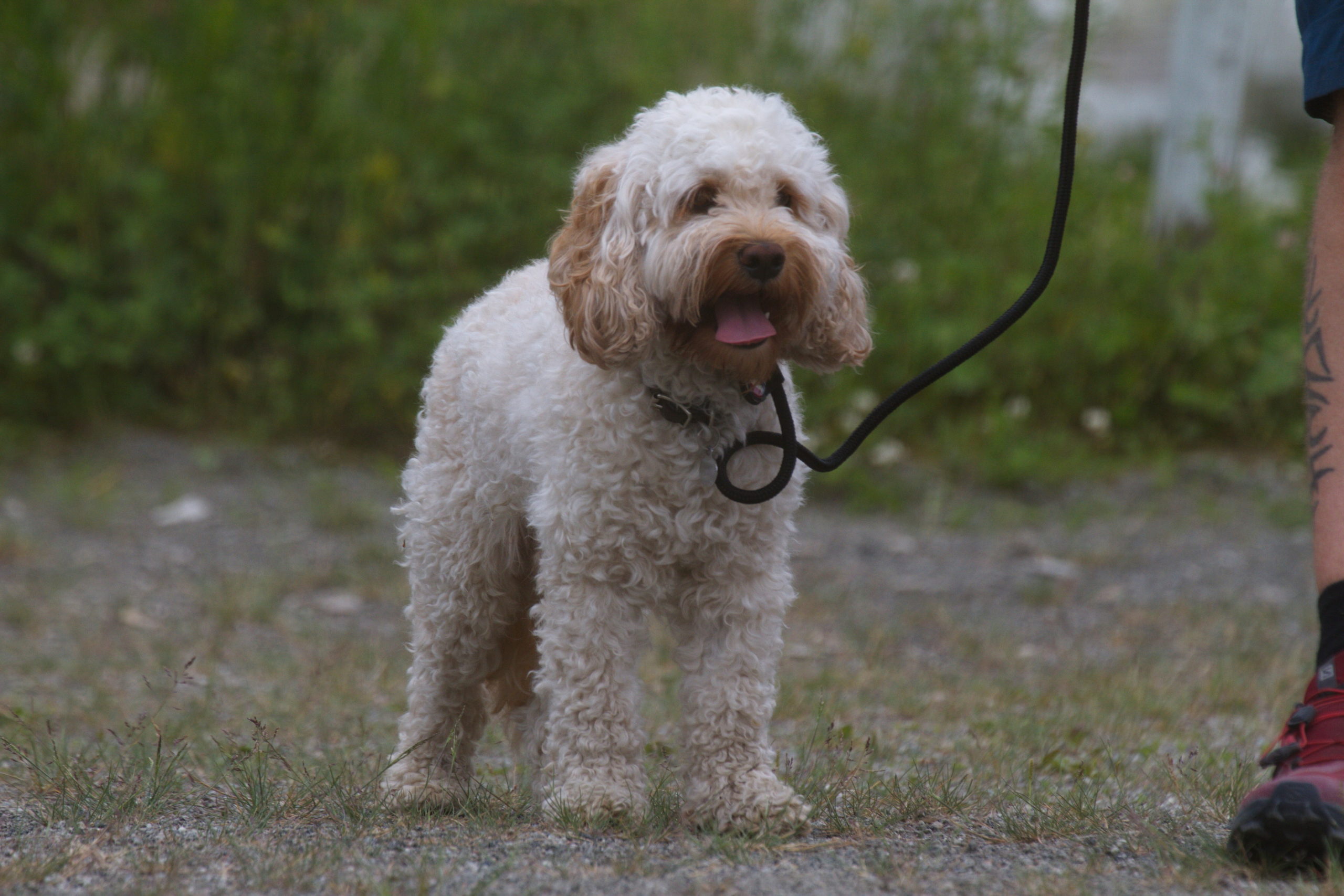Smilende liten krøllete hund i bånd under kurs hos Norsk Hundehvisker