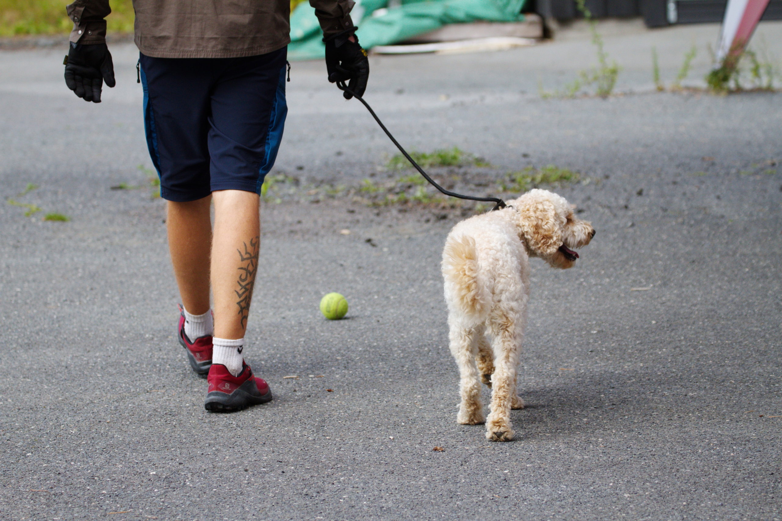 Deltaker fra Norsk Hundehvisker-kurs går med liten krøllete hund i bånd – tennisball på bakken