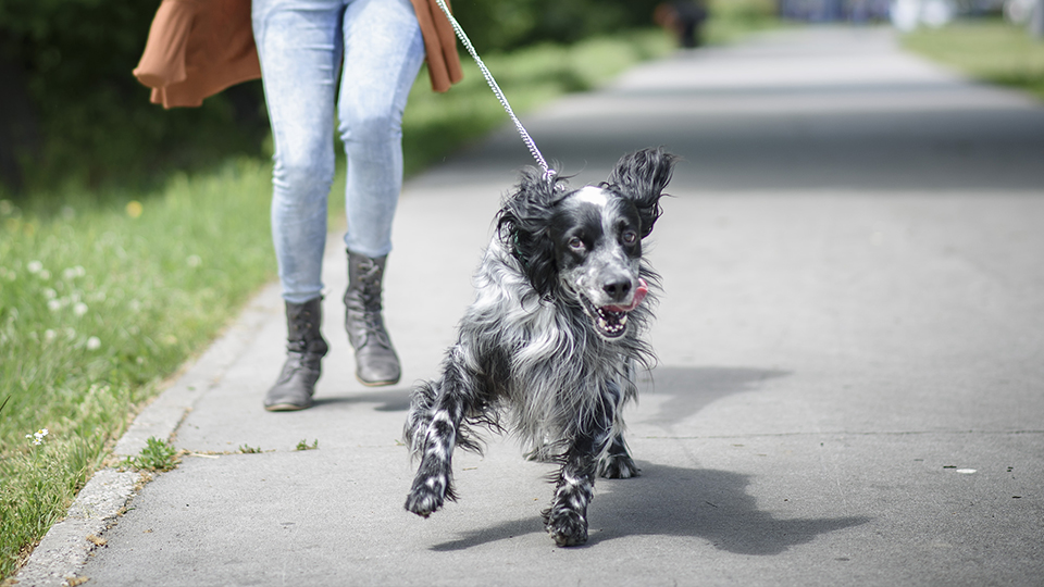 To hunder, én liten og én stor, passerer hverandre under tur med eierne sine.