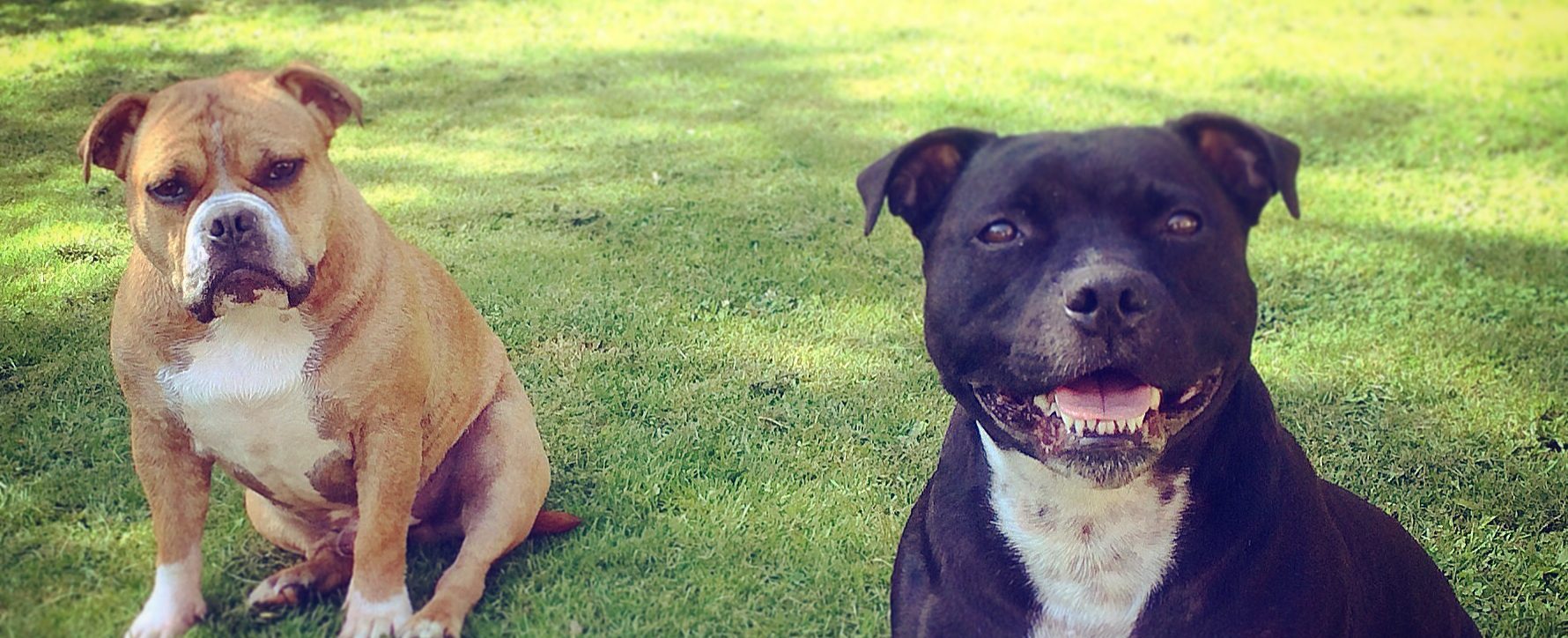 En sort og hvit hund ser opp mens den står på grønt gress med sollys.