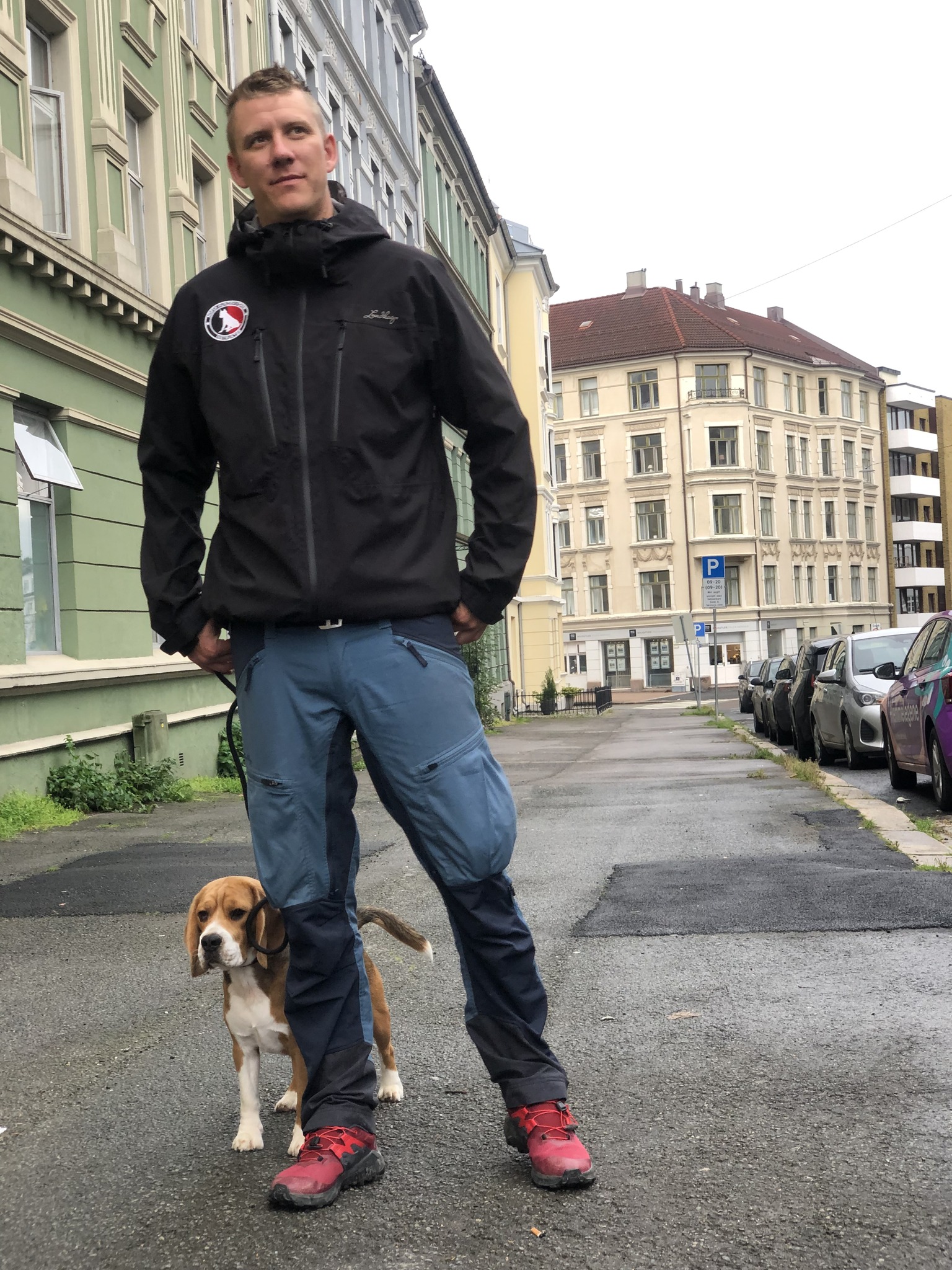 hunde hjemmetrening beagle